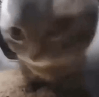 Chipi Chipi Chapa Chapa Meme Sound Effect