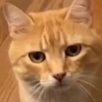 Cat Meow Sound Effect Meme