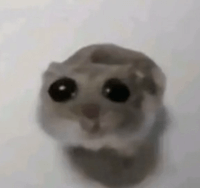 Sad Hamster Violin Meme Sound Effect