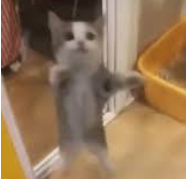 Happy Happy Happy Yippee Meme Sound Effect